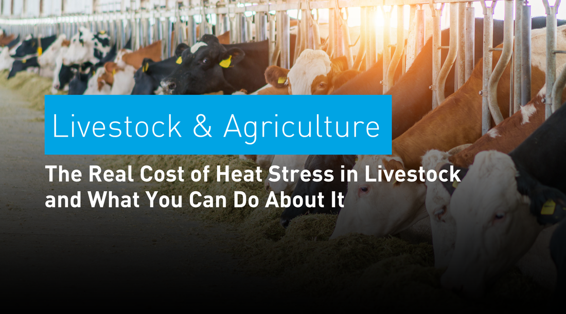 The Real Cost of Heat Stress in Livestock and What You Can Do About It