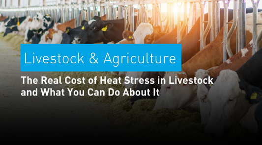 The Real Cost of Heat Stress in Livestock and What You Can Do About It